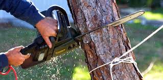 Best Utility Line Clearance  in Cochran, GA