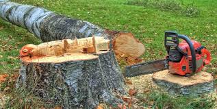 Best Tree Mulching  in Cochran, GA