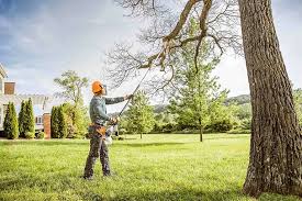 Best Palm Tree Trimming  in Cochran, GA