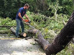 Reliable Cochran, GA Tree Care Solutions