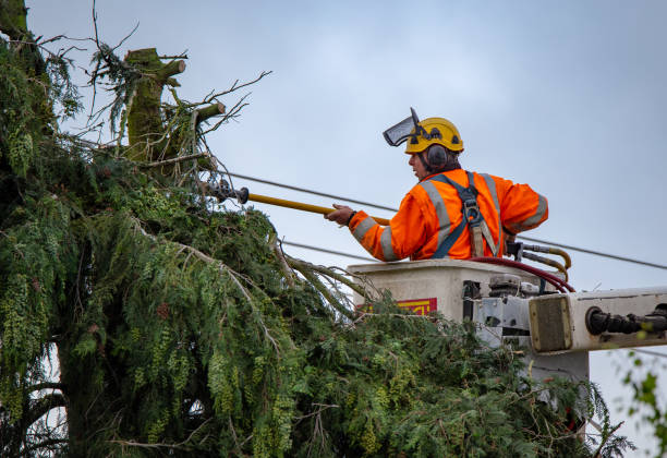  Cochran, GA Tree Care Pros