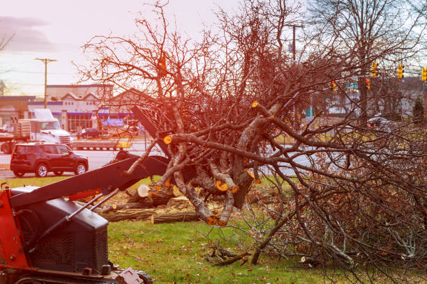 Best Tree Risk Assessment  in Cochran, GA