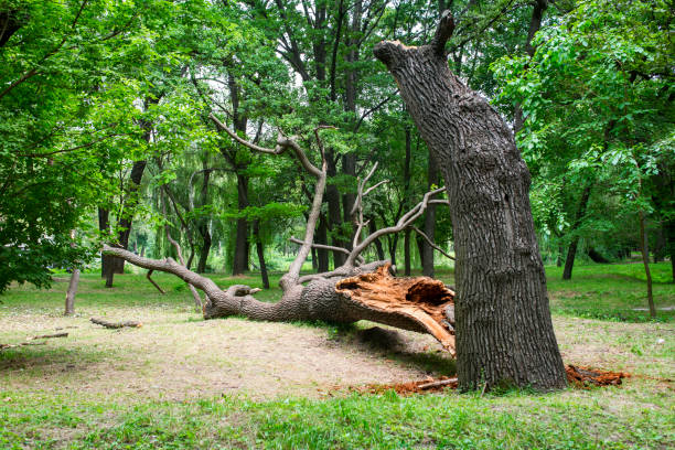 Best Tree Health Inspection  in Cochran, GA