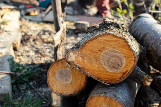 Best Fruit Tree Pruning  in Cochran, GA