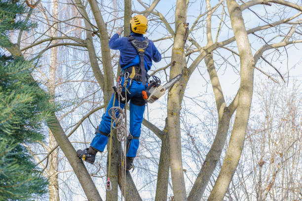 Best Aeration Services  in Cochran, GA