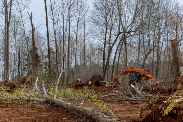 How Our Tree Care Process Works  in  Cochran, GA