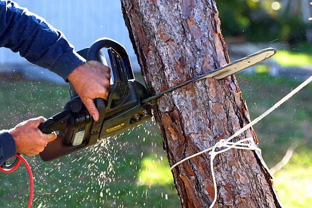 Best Utility Line Clearance  in Cochran, GA