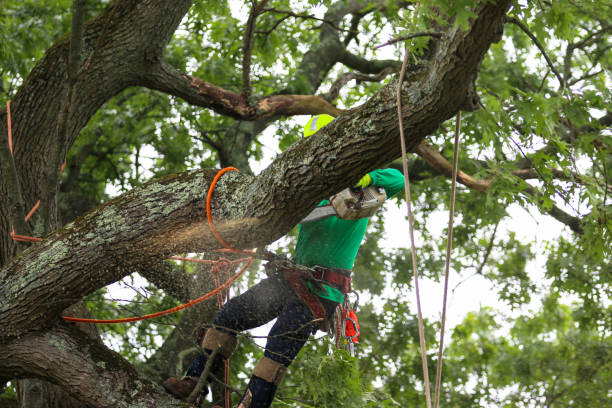 Best Tree Health Inspection  in Cochran, GA