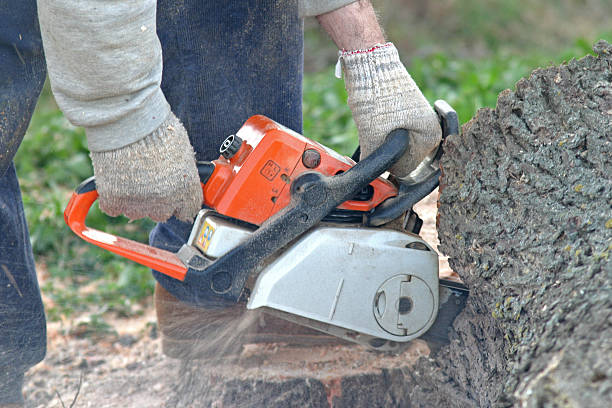 Best Commercial Tree Services  in Cochran, GA