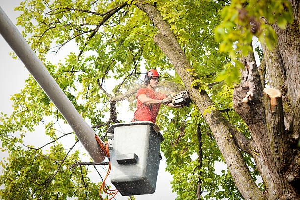 Best Tree Disease Treatment  in Cochran, GA