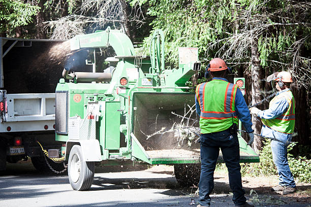 Best Tree Preservation Services  in Cochran, GA