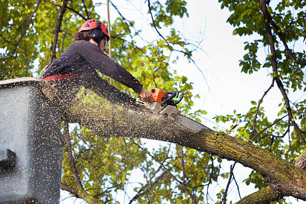Best Tree Cabling and Bracing  in Cochran, GA