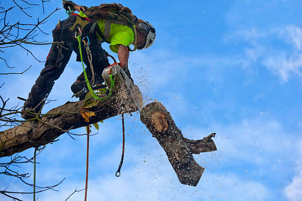 Best Tree Trimming and Pruning  in Cochran, GA