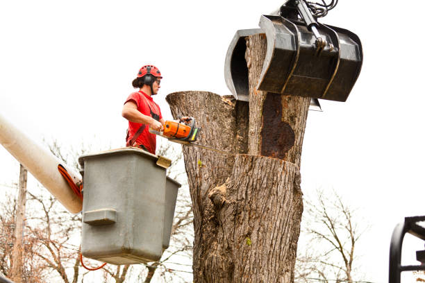 Tree and Shrub Care in Cochran, GA