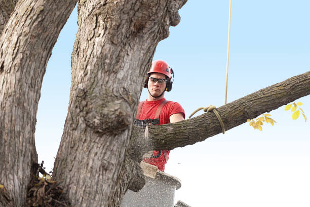 Best Stump Grinding and Removal  in Cochran, GA